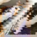 CheeseyFace Lim