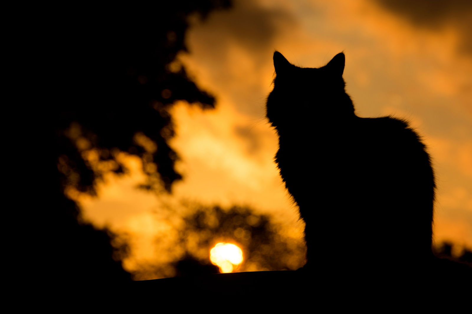 Criaturas del Mundo Mágico: El 'gato' Crookshanks