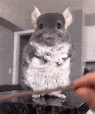 Ceallach-Aine Dragan