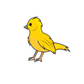 Canari 