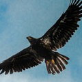 Aigle Rapace