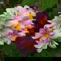 Lisemay Cherry