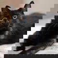 Pat Hatra