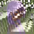 Lavendderr Payne