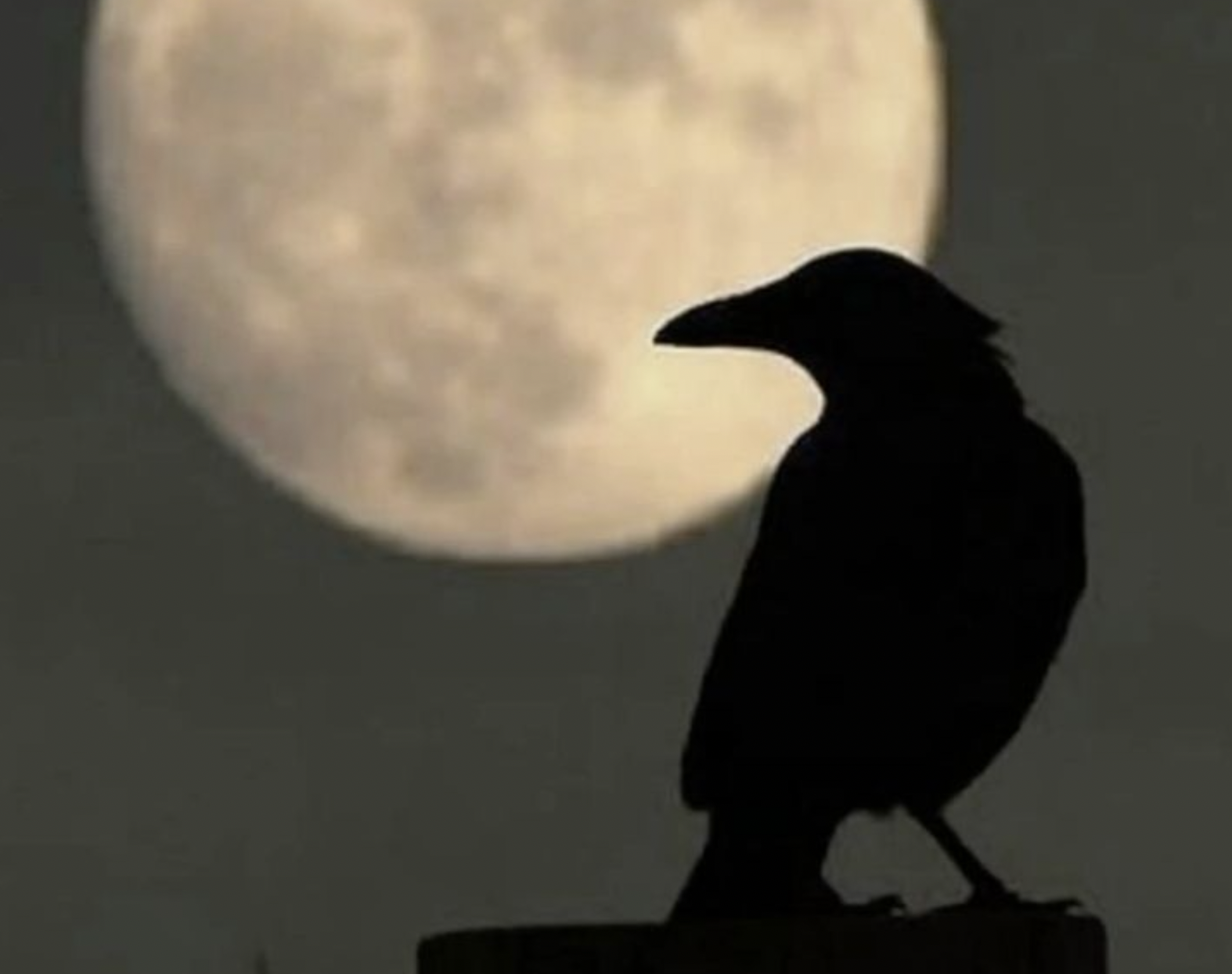 ✍ || Weekly Roleplay Prompt #021 :: June 2025 | Falcon + Lyre Moons, 28 II :: 𝗠𝗨𝗦𝗜𝗖