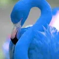 May Skytail