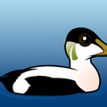 Eider Trevally
