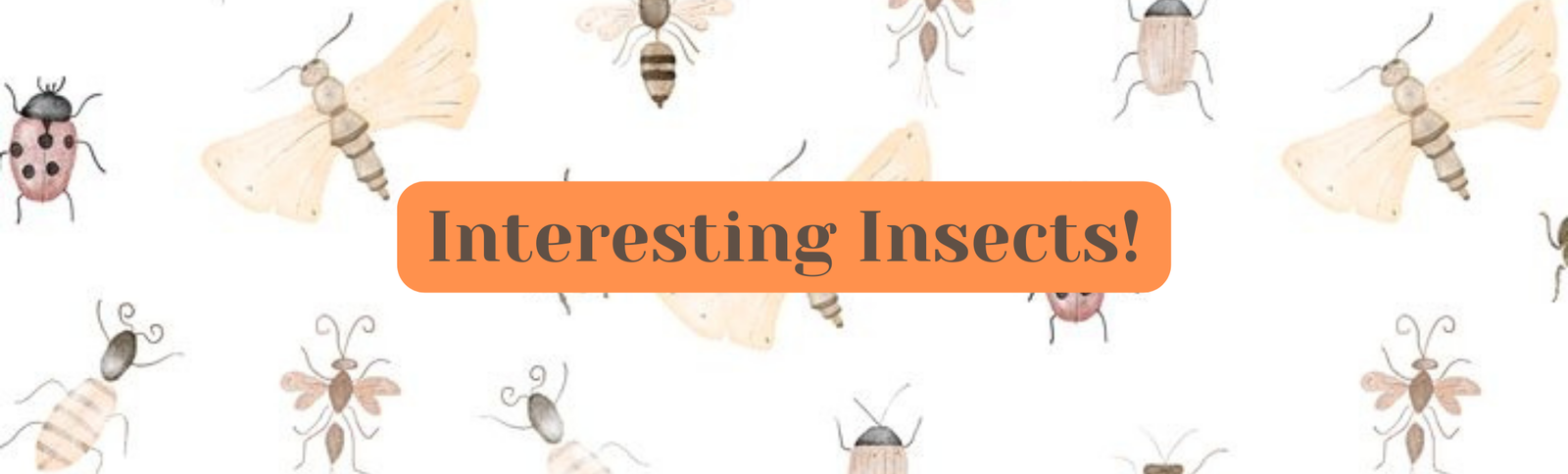 Interesting Insects | Vol #1