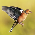 Finch Alder