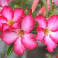 Desert Rose