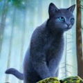 Bluestar Luna