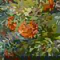 Spring Flower