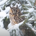 Owlie Dempsey