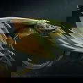 scalie Blue