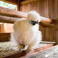 Celestia TheSilkie