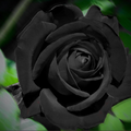 Black Rose