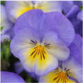 Violet Emberly