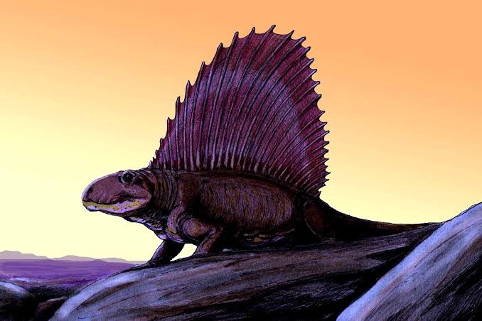 Dimetrodon: The 