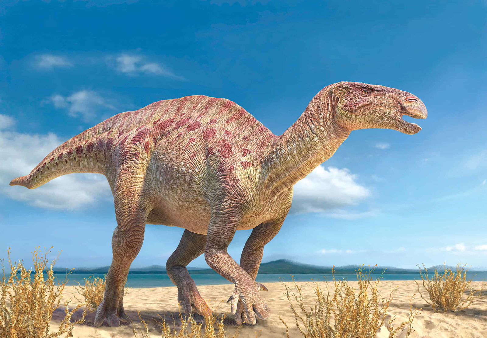 Iguanodon: The iguana tooth