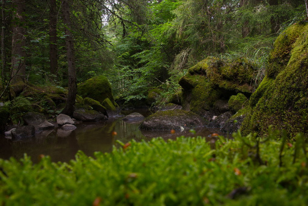 [Blog] Beautiful Biomes: The Forest