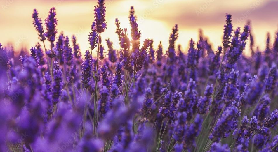Flower of the Week