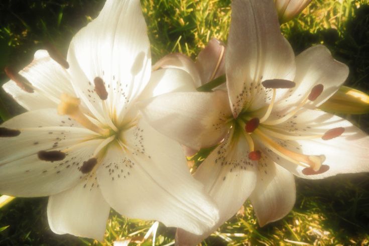 Flower of the Week