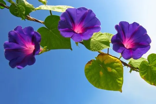 Flower of the Week
