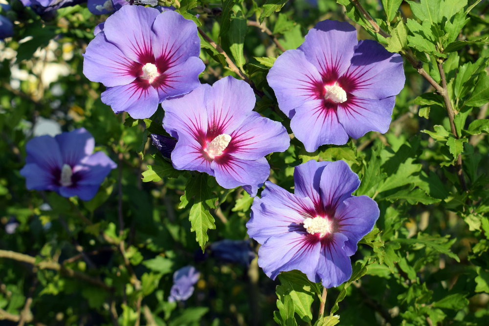 Flower of the Week