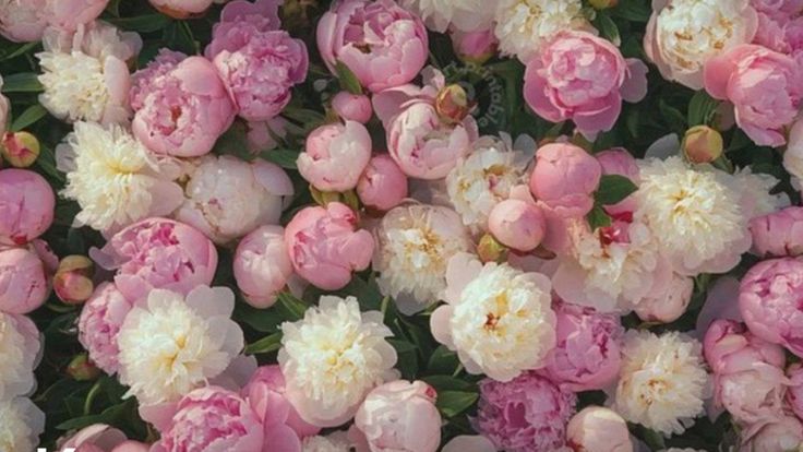 Flower of the Week