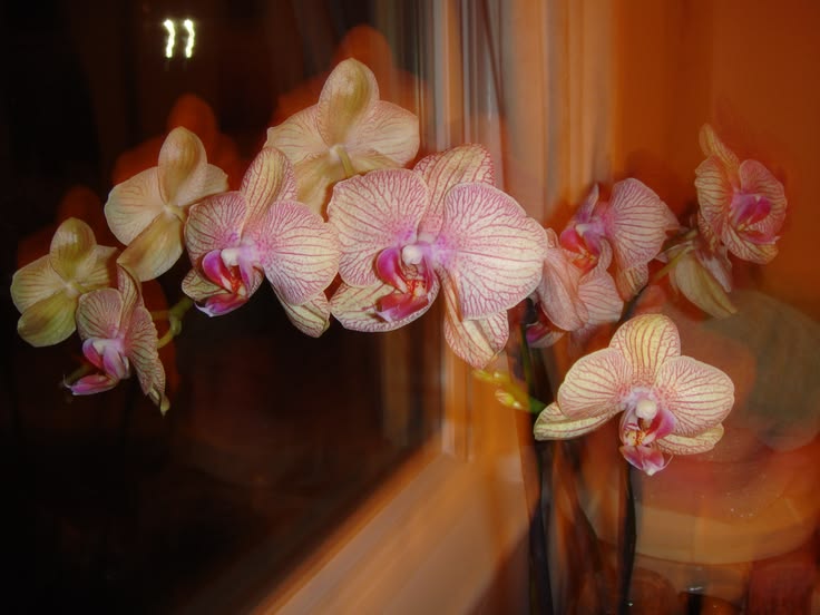 Flower of the Week