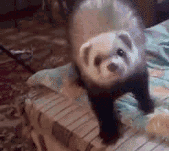 Λου κουνάβι