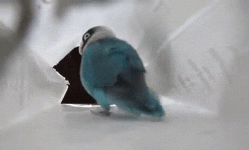 Idiot Bird