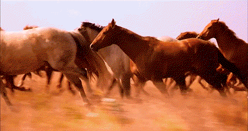 Horses of the Frontier