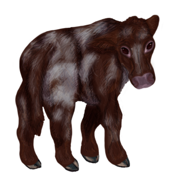 Calf