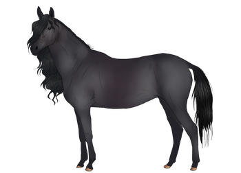 Criollo Horse