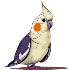 Cockatiel