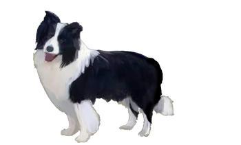 Border Collie