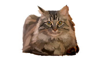 Maine Coon Cat