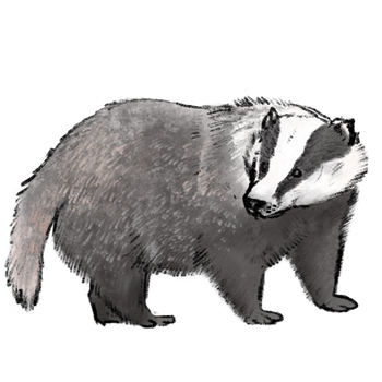 Badger