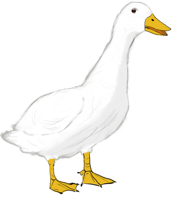 Duck