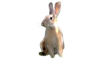 Rabbit