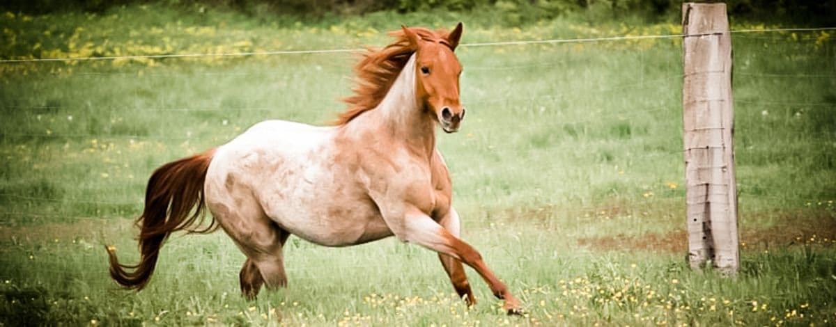 The American Quarter Horse