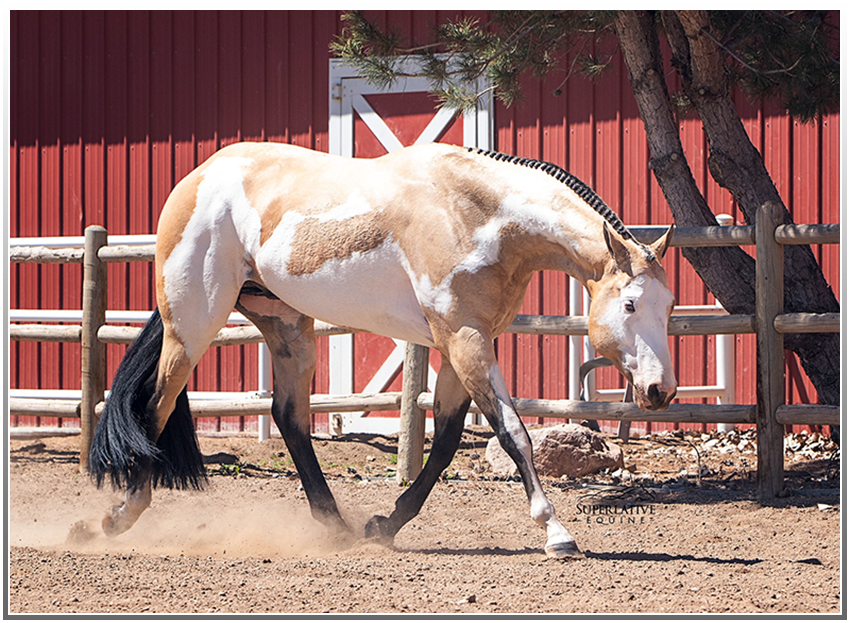 Paint Horse