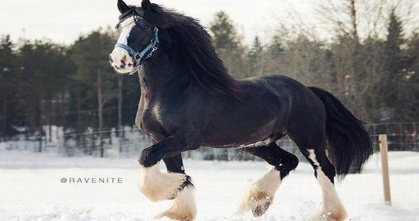 Shire Horse