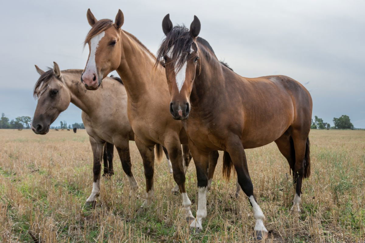 The Criollo Horse