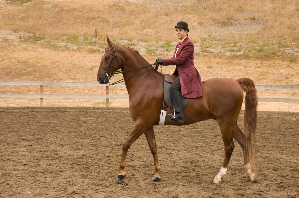 American Saddlebred