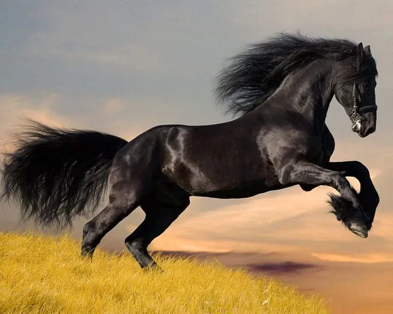 Arabian Horse