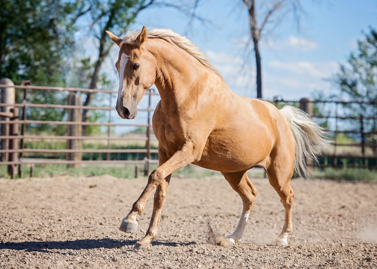 Palomino